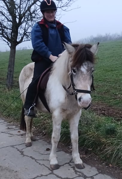 Islandpferd, Stute in Saarland