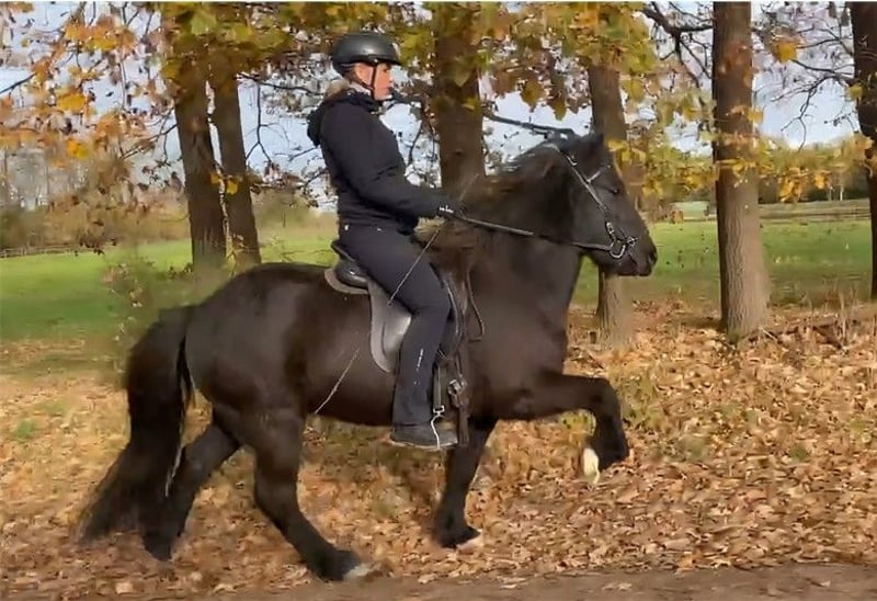 Islandpferd, Stute in Schneverdingen