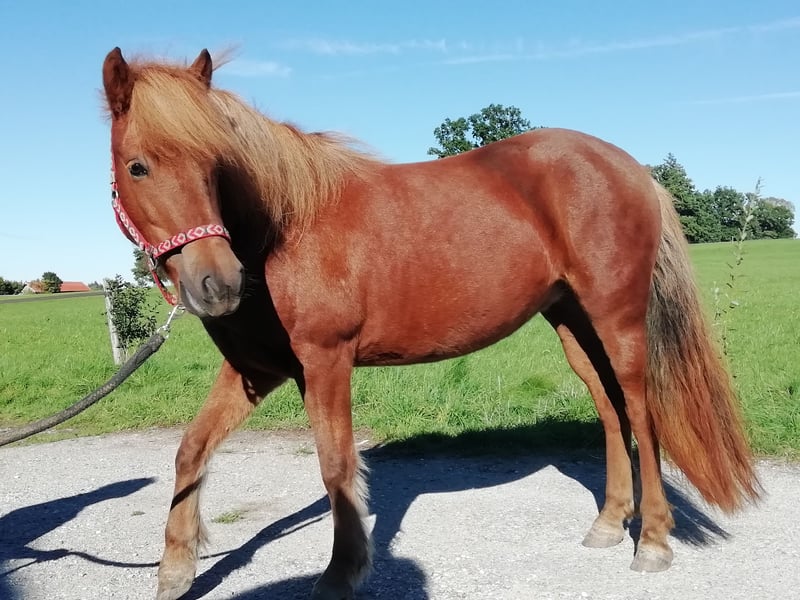 Islandpferd, Stute in Uffing am Staffelsee