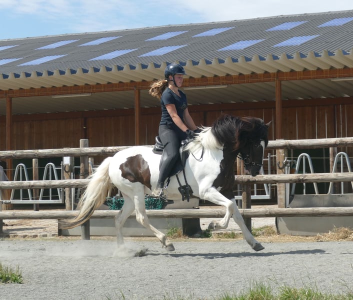 Islandpferd, Stute in Euskirchen