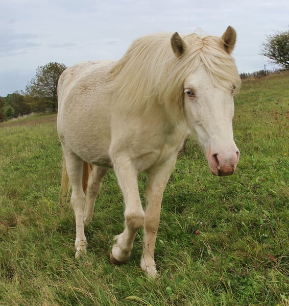 Islandpferd, Stute in Saarland