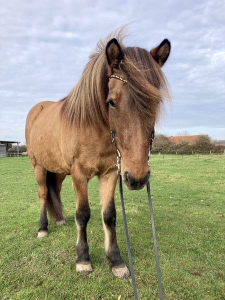 Islandpferd, Stute in Hohenfelde