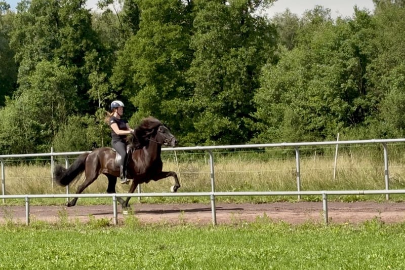 Islandpferd, Stute in Soltau
