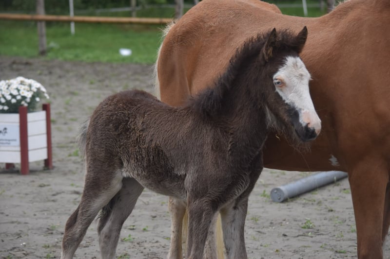 Islandpferd, Stute in Gallin