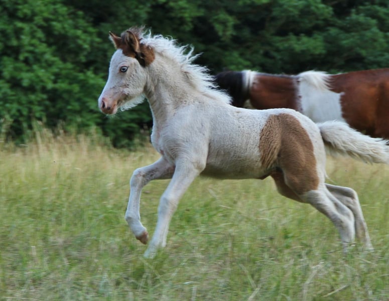 Islandpferd, Stute in Saarland