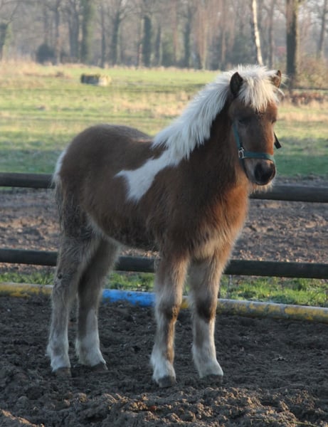 Islandpferd, Stute in Südlohn