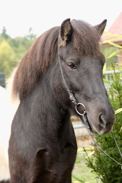 Islandpferd, Wallach in Soltau