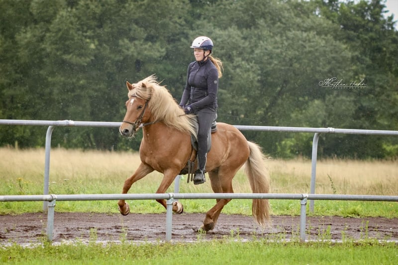 Islandpferd, Wallach in Soltau