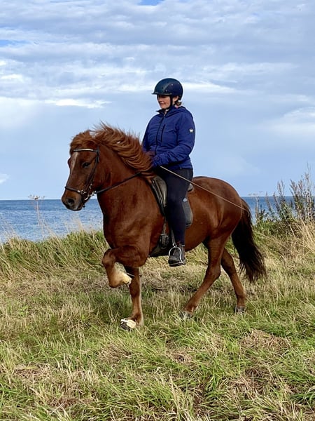 Islandpferd, Wallach in Hohenfelde