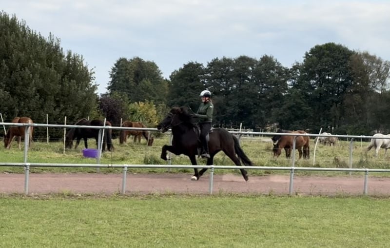 Islandpferd, Wallach in Soltau