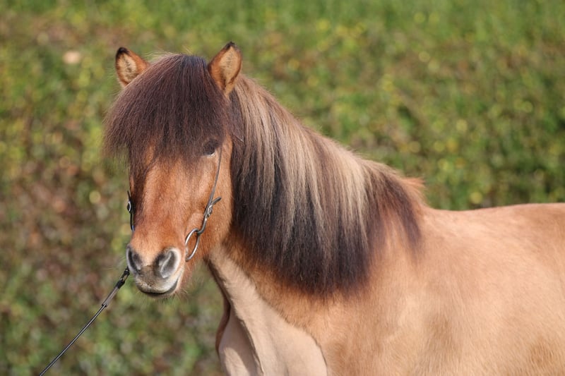 Islandpferd, Wallach in Dohm-Lammersdorf