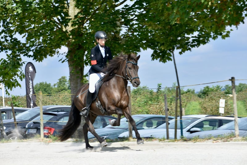 Islandpferd, Wallach in Holzgerlingen