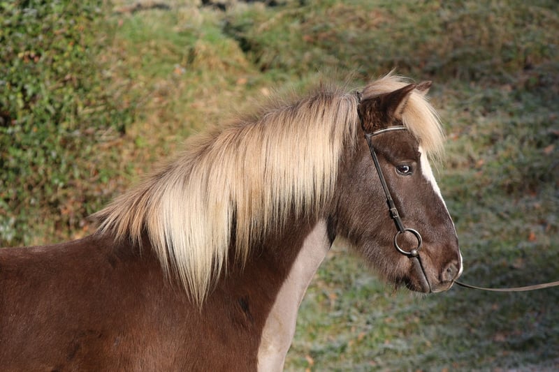 Islandpferd, Wallach in Dohm-Lammersdorf