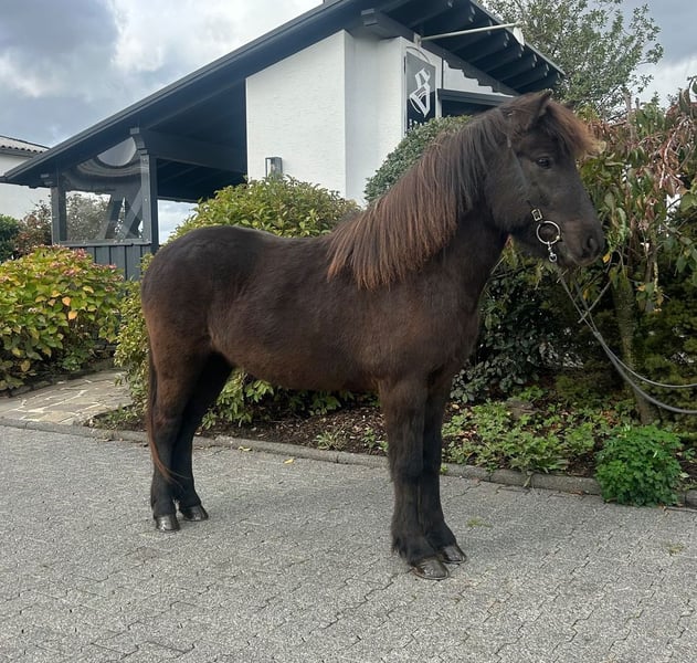 Islandpferd, Wallach in Overath