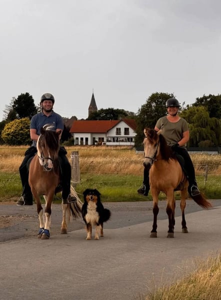 Islandpferd, Wallach in Euskirchen