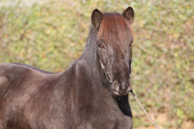 Islandpferd, Wallach in Dohm-Lammersdorf