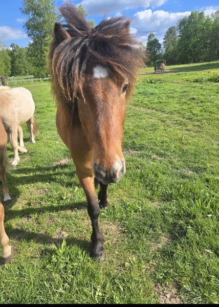 Islandpferd, Wallach in Hermannsburg
