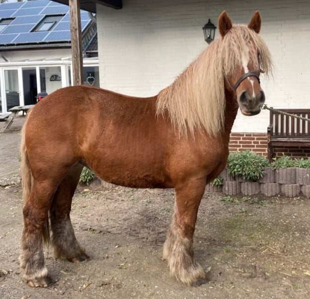 Jütländer, Stute in Süderlügum