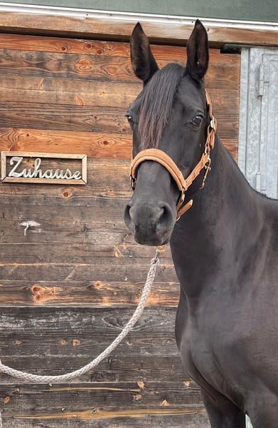 Kabardiner, Stute in Drackenstein
