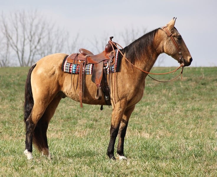 Kentucky Mountain Saddle Horse Gelding 14 Years 16 Hh Buckskin In ...