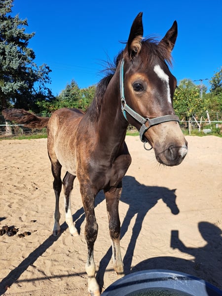 Kleines Deutsches Reitpferd, Hengst in Jütrichau