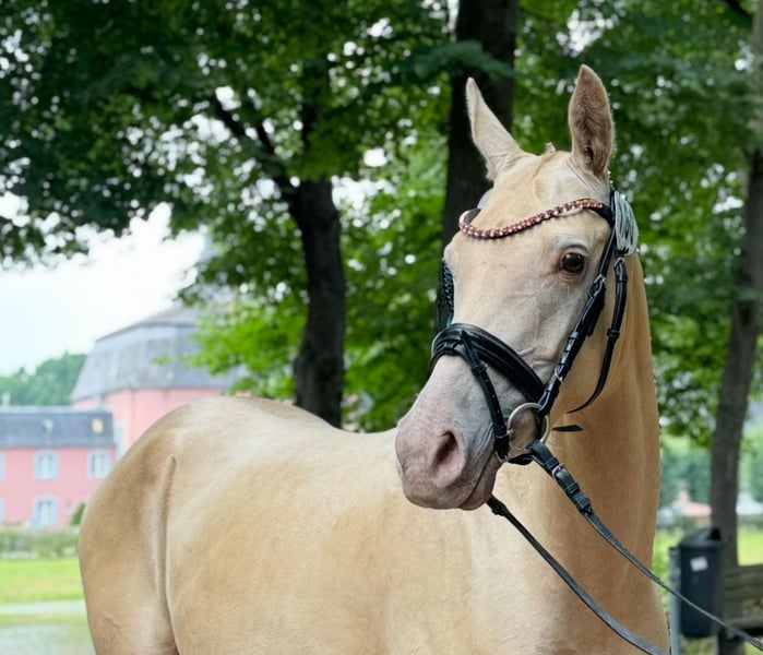 Kleines Deutsches Reitpferd, Stute in Hemmoor