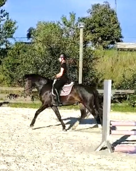 Kleines Deutsches Reitpferd, Stute in Gera