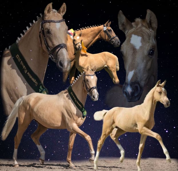 Kleines Deutsches Reitpferd, Stute in Ihlienworth