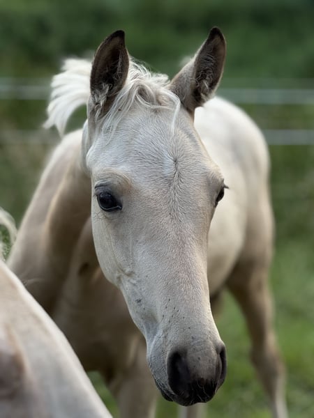 Kleines Deutsches Reitpferd, Stute in Ihlienworth