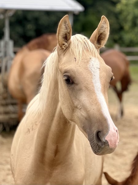 Kleines Deutsches Reitpferd, Stute in Grevenbroich