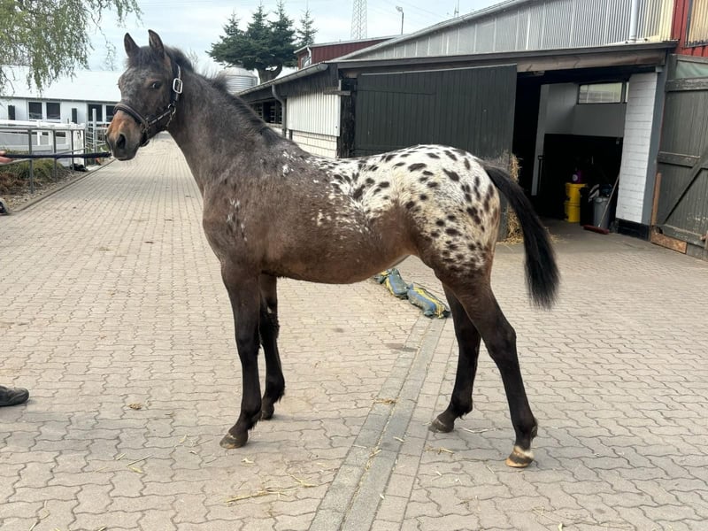 Knabstrupper, Stute in Bornhöved