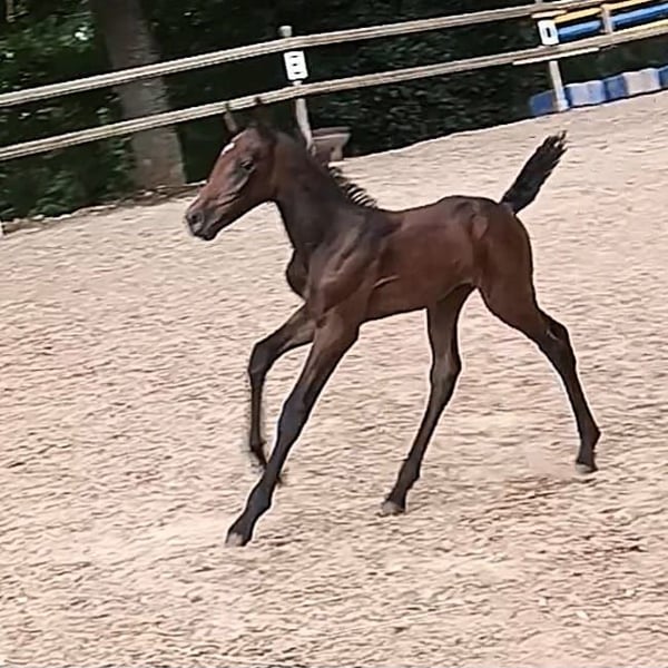 Knabstrupper, Stute in Nittenau