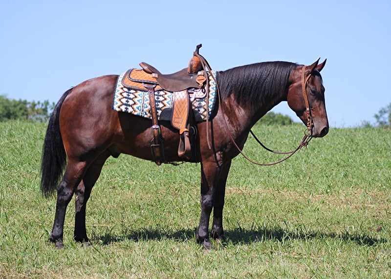 Konie fryzyjskie Wałach 5 lat 155 cm Gniada in jamestown KY