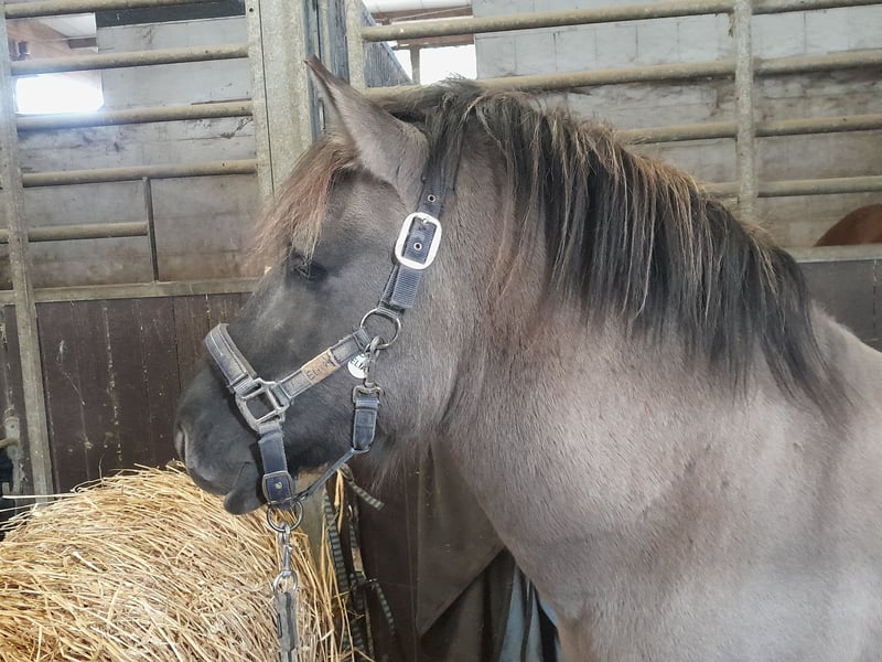 Konik, Hengst in Niederzier