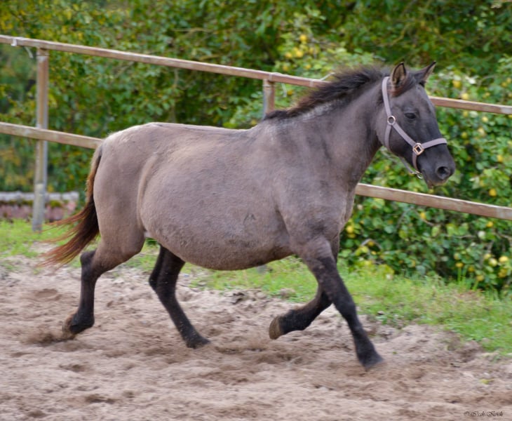 Konik, Stute in Adelsheim
