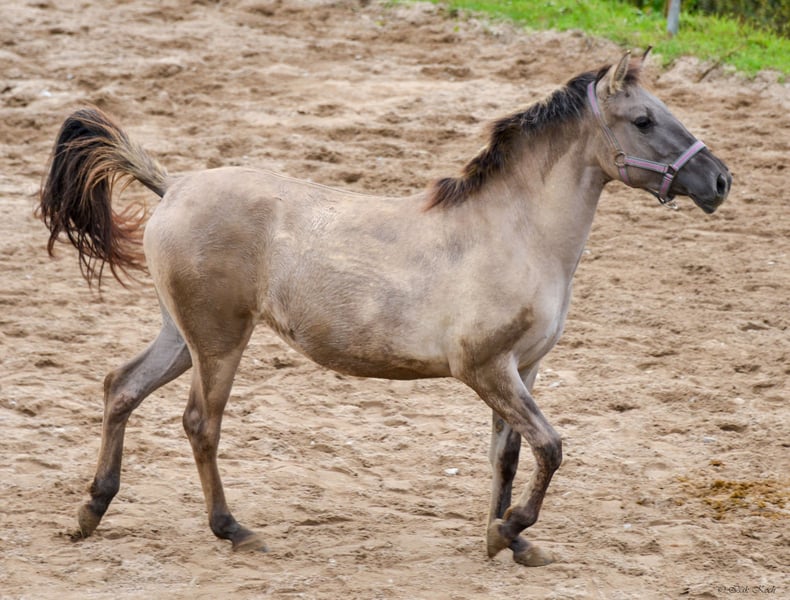 Konik, Stute in Adelsheim