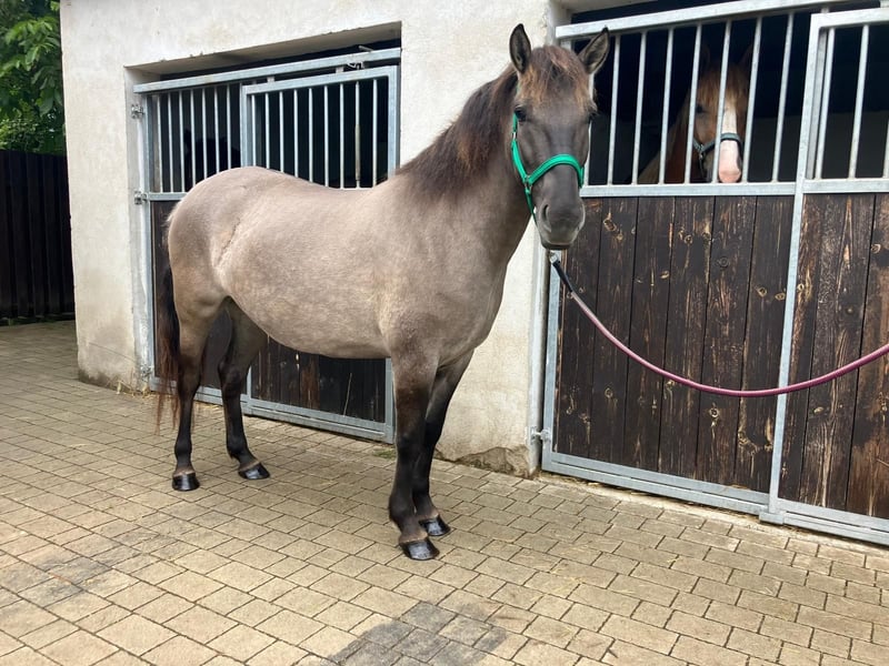 Konik, Stute in Görlitz