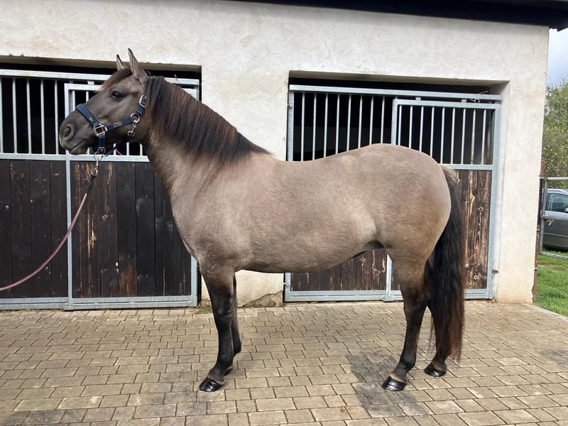 Konik, Stute in Görlitz