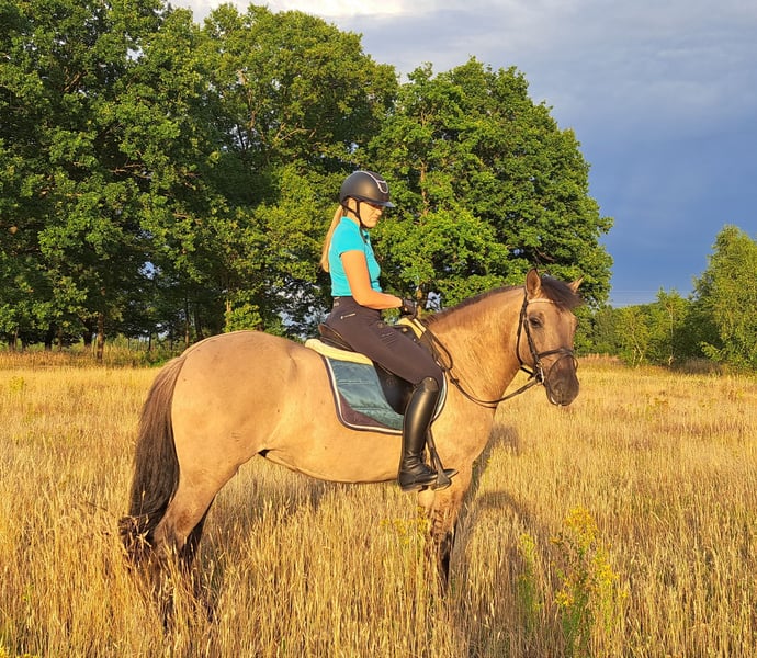 Konik, Stute in Forst
