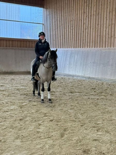 Konik, Wallach in Wellheim