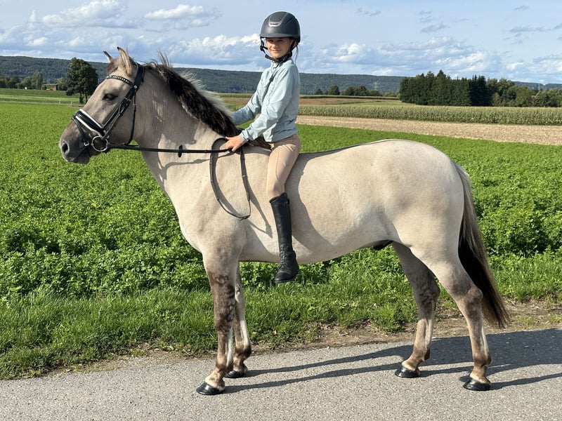 Konik, Wallach in Riedlingen