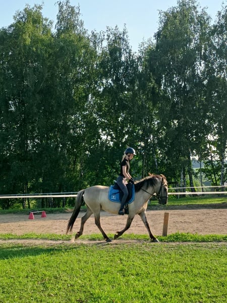 Konik, Wallach in Forst
