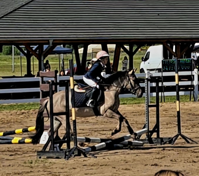 Konik, Wallach in Forst