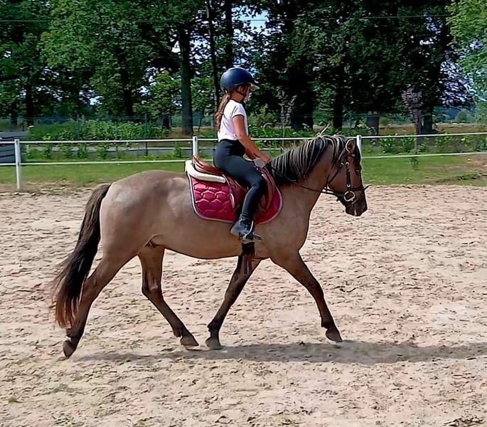 Konik, Wallach in Forst