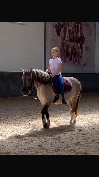 Konik, Wallach in Schwanebeck