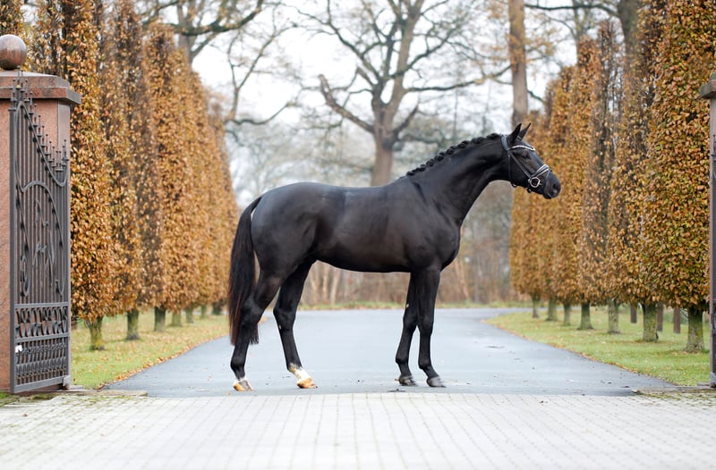 KWPN, Hengst in Steinfurt