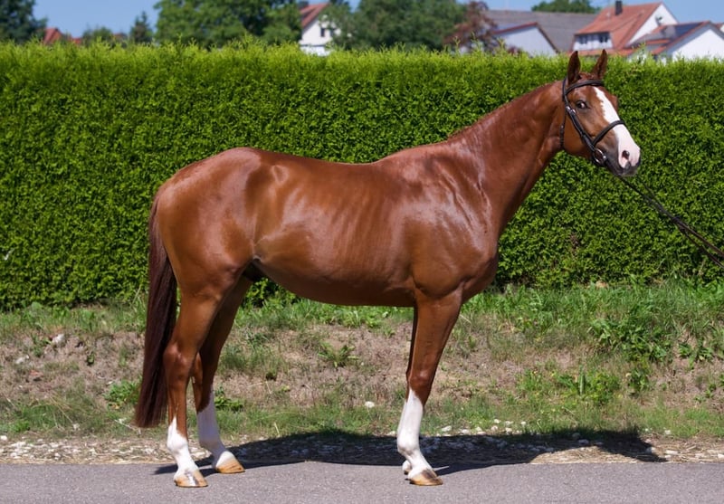 KWPN, Hengst in Gerstetten