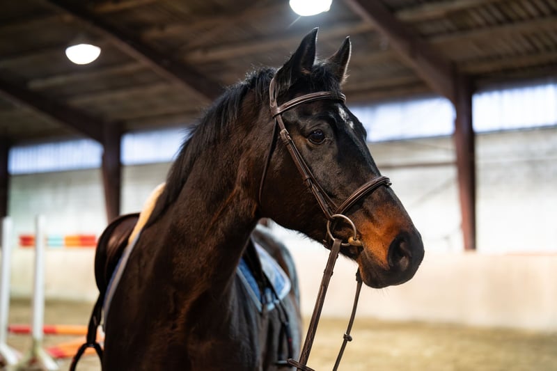 KWPN, Stute in Glandorf