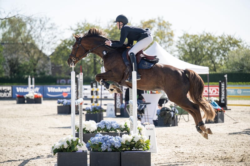 KWPN, Stute in Geilenkirchen