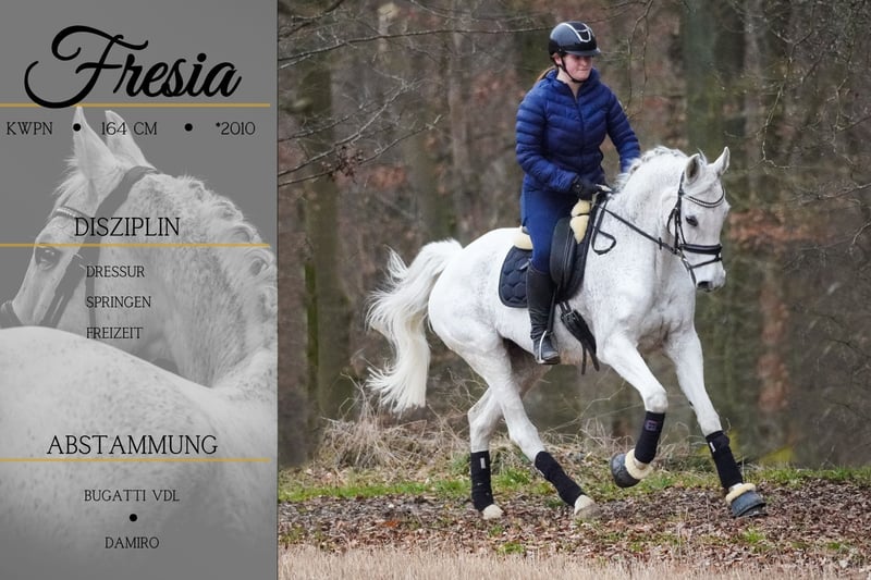 KWPN, Stute in Nettersheim